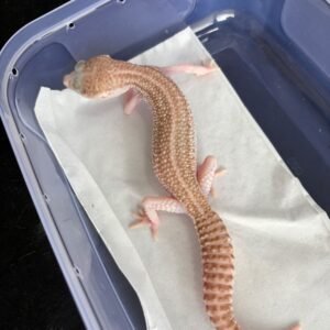 Panda Albino - Betina - B261242 - RARE