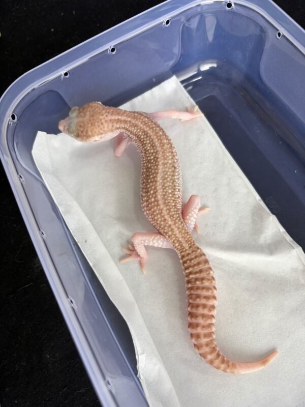Panda Albino - Betina - B261242 - RARE