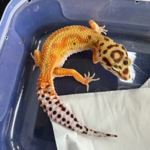 Emerine Red Stripe ph Tremper - Betina - B260906 - OVULASI