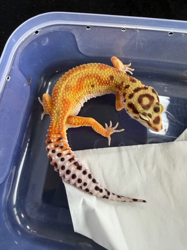 Emerine Red Stripe ph Tremper - Betina - B260906 - OVULASI