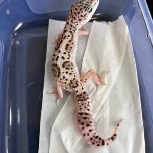 White & Yellow TUG Snow het Tremper - Betina - B261268 - RARE