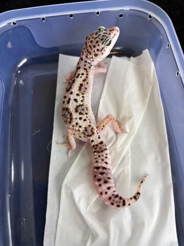 White & Yellow TUG Snow het Tremper - Betina - B261268 - RARE