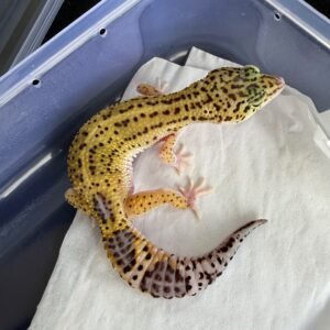 Black Night Eclipse ph Tremper - Betina - B261253 - RARE