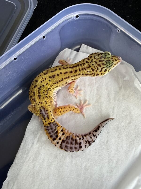 Black Night Eclipse ph Tremper - Betina - B261253 - RARE