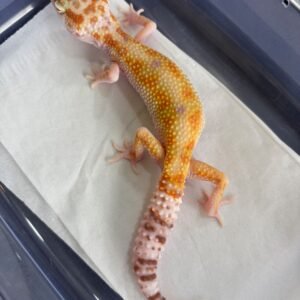 White & Yellow Tremper Albino - Betina - B261272