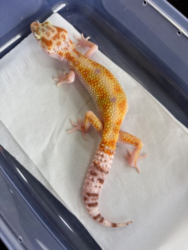 White & Yellow Tremper Albino - Betina - B261272