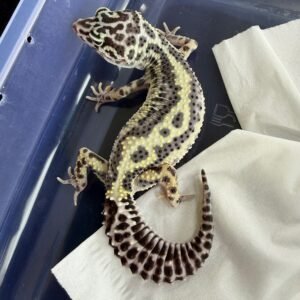 Mack Snow Bold Stripe het Tremper - Betina - B260188 - TEMBUS