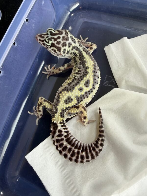 Mack Snow Bold Stripe het Tremper - Betina - B260188 - TEMBUS