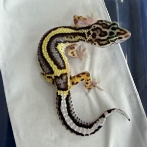 Bold Stripe ph Tremper - Betina - B261257 - NICE PATTERN