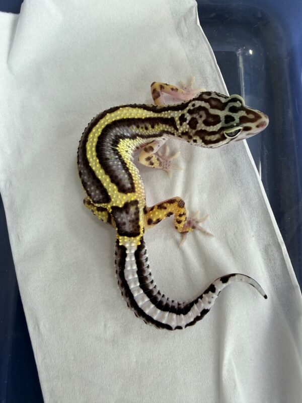 Bold Stripe ph Tremper - Betina - B261257 - NICE PATTERN