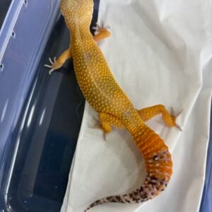SHTCTB Black Night Cross ph Tremper - Betina - B260911
