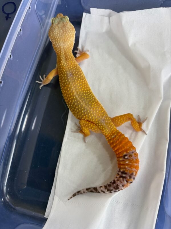 SHTCTB Black Night Cross ph Tremper - Betina - B260911
