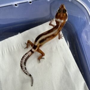 Mack Snow Stripe ph Tremper - incub Betina - R260238