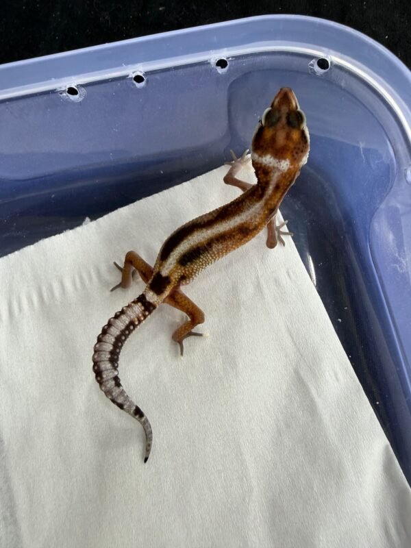 Mack Snow Stripe ph Tremper - incub Betina - R260238