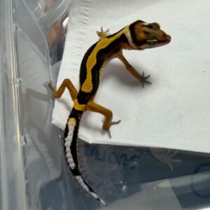 Tangerine Bold Stripe het Tremper - incub Jantan - R260212 - BAHAN BAGUS