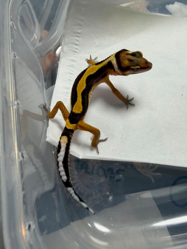 Tangerine Bold Stripe het Tremper - incub Jantan - R260212 - BAHAN BAGUS
