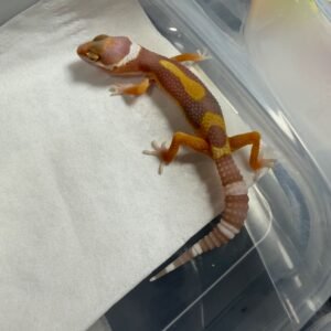 Tremper Albino Jungle - incub Betina - R260245