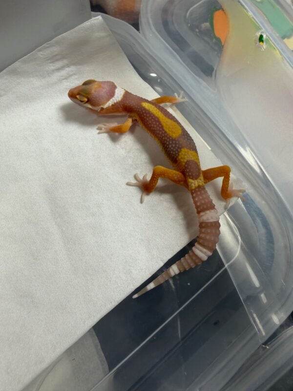 Tremper Albino Jungle - incub Betina - R260245