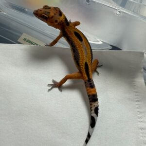 Tangerine Stripe ph Tremper - incub Jantan - R260151 - PATTERN UNIK