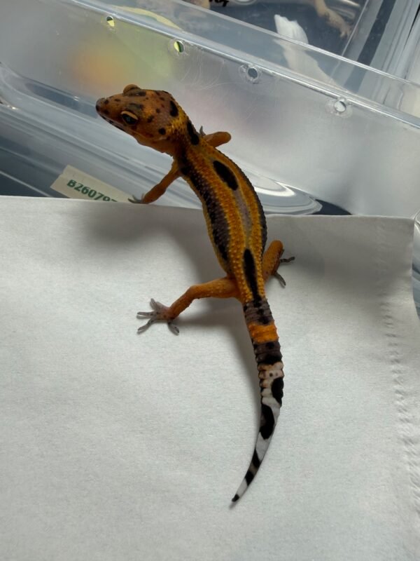 Tangerine Stripe ph Tremper - incub Jantan - R260151 - PATTERN UNIK