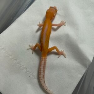 Bell Reverse Stripe ph White Knight - incub Betina - R260237