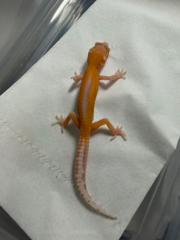 Bell Reverse Stripe ph White Knight - incub Betina - R260237