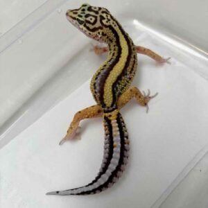 IMG_6090 Bold Stripe ph Tremper - Betina - B261265 - MINUS