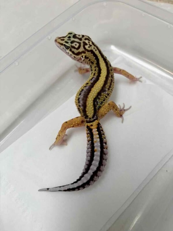 Bold Stripe ph Tremper - Betina - B261265 - MINUS