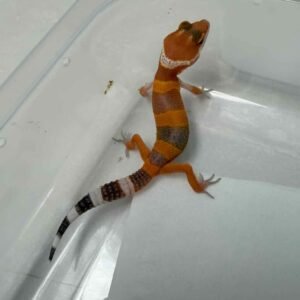 IMG_6102 SHTCTB ph Tremper - incub Jantan - R260244