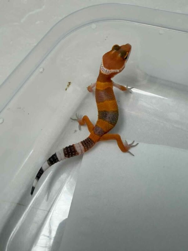 SHTCTB ph Tremper - incub Jantan - R260244
