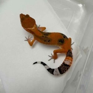 IMG_6104 Hypo Tangerine Fire Line het Tremper - Betina - R260147