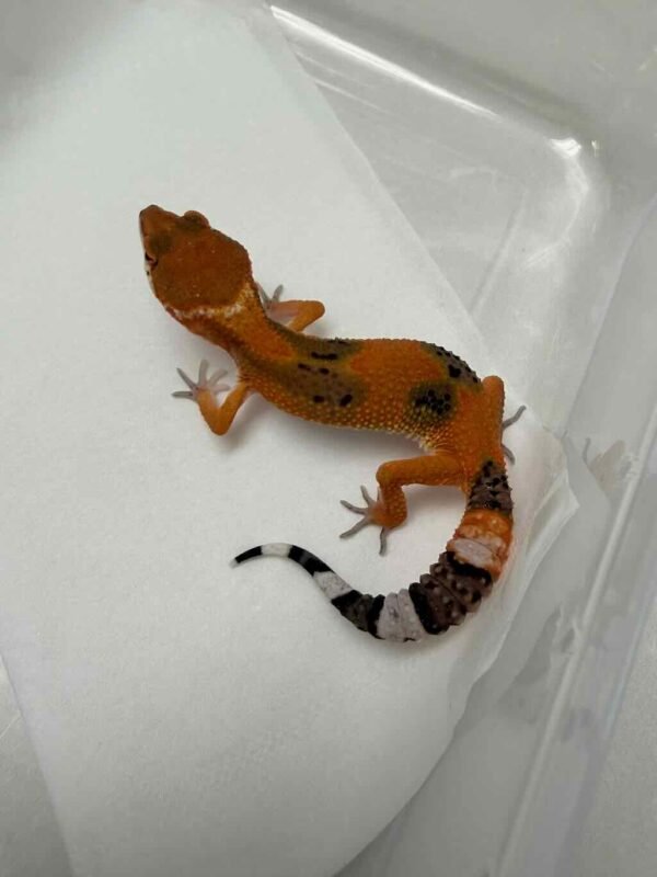 Hypo Tangerine Fire Line het Tremper - Betina - R260147