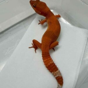 IMG_6106 SHTCTB ph Tremper - Betina - B252030 - NICE COLOR