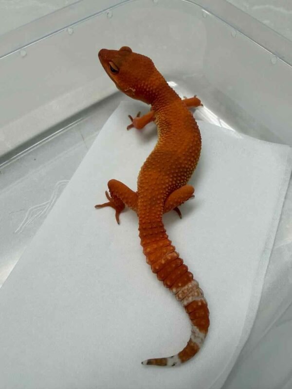 SHTCTB ph Tremper - Betina - B252030 - NICE COLOR