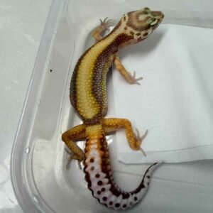 IMG_6110 Tremper Bold Stripe - Betina - B261278