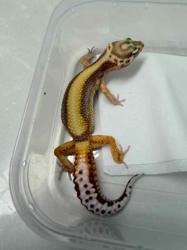 Tremper Bold Stripe - Betina - B261278