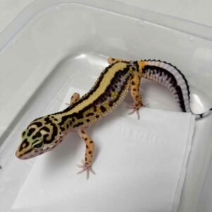 IMG_6112 Bold Stripe ph Tremper - Betina - B261284