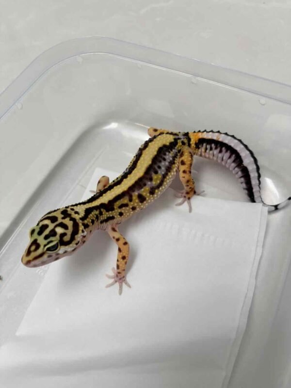 Bold Stripe ph Tremper - Betina - B261284