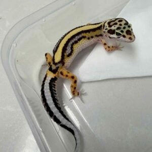 IMG_6114 Bold Stripe het Tremper - Betina - B261293