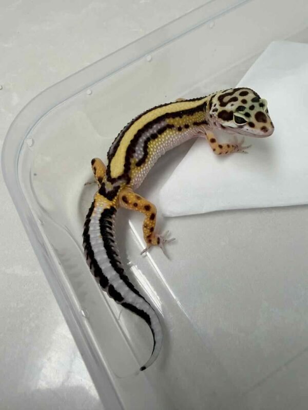 Bold Stripe het Tremper - Betina - B261293