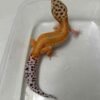Emerine Patty Stripe het Tremper - Betina - B260919 - OVULASI