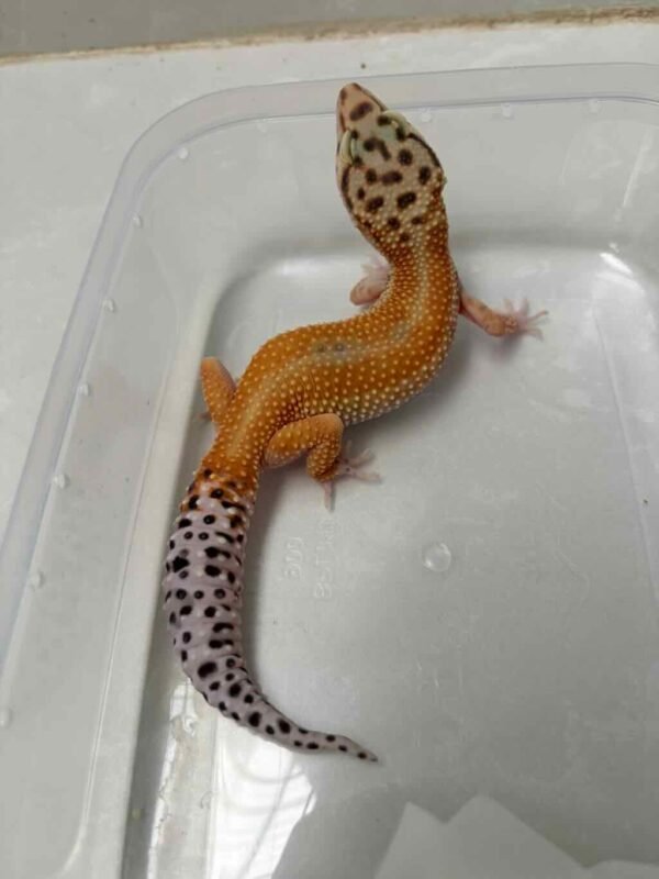 Emerine Patty Stripe het Tremper - Betina - B260919 - OVULASI