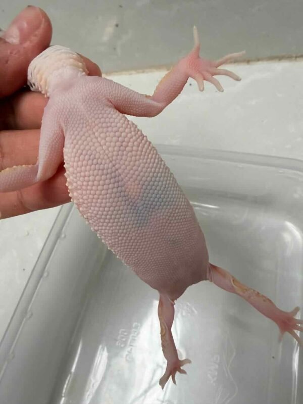 Emerine Patty Stripe het Tremper - Betina - B260919 - OVULASI