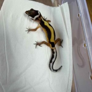 IMG_6171 Bold Stripe het Tremper - incub Jantan - R260300