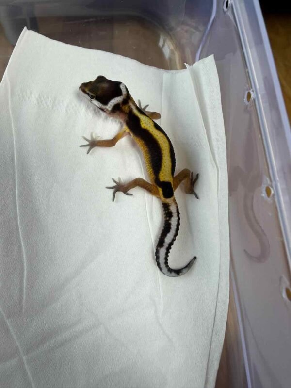 Bold Stripe het Tremper - incub Jantan - R260300