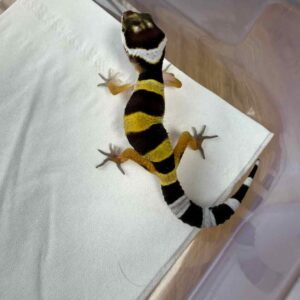 Tangerine het Tremper ph RAPTOR - incub Betina - R260290