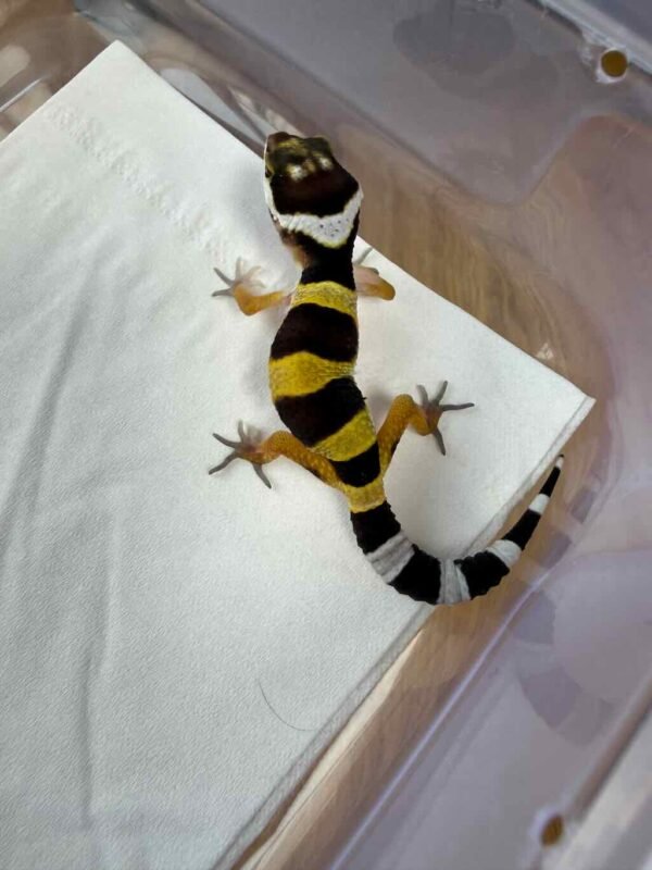 Tangerine het Tremper ph RAPTOR - incub Betina - R260290