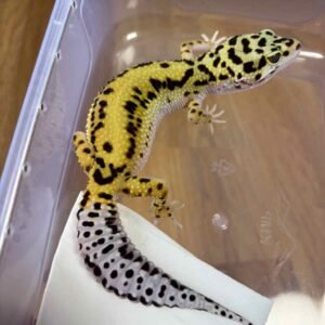 White & Yellow Bold Stripe ph Tremper - Betina - B251490