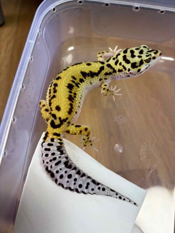 White & Yellow Bold Stripe ph Tremper - Betina - B251490