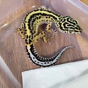 Bold Stripe ph Tremper - Betina - L219